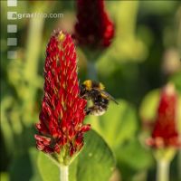 Hummel auf Inkarnatklee 5