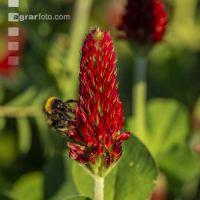 Hummel auf Inkarnatklee 4