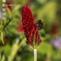 Hummel auf Inkarnatklee 3