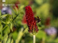 Hummel auf Inkarnatklee 2