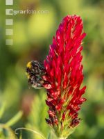 Hummel auf Inkarnatklee 1