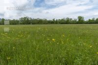 Extensiv meadow 12