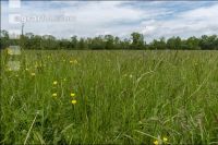 Extensiv meadow 11