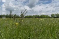 Extensiv meadow 10