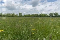 Extensiv meadow 9