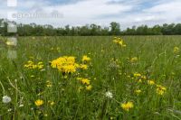 Extensiv meadow 8