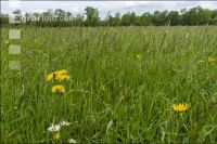 Extensiv meadow 7