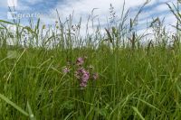 Extensiv meadow 6