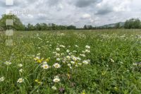 Extensiv meadow 5