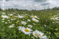 Extensiv meadow 4