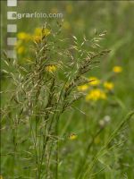 Extensiv meadow 2