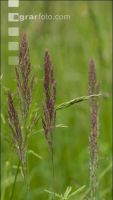 Extensiv meadow 1