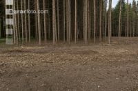 Mulched forest 9