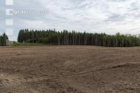 Mulched forest 7