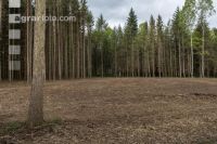 Mulched forest 6
