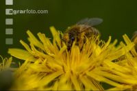 Biene auf Pippau 3
