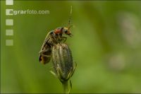 Soldier beetle 3