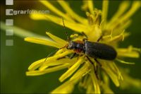 Soldier beetle 2
