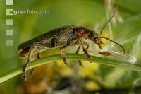 Soldier beetle 1