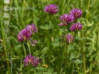 Wiesenrotklee 2