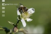 Biene auf Himbeerblüte 5