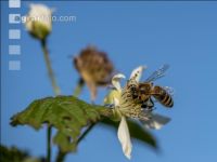 Biene auf Himbeerblüte 4