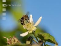 Biene auf Himbeerblüte 2