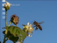 Biene auf Himbeerblüte 1