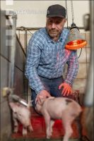 Ferkel Betreuung 76