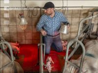 Ferkel Betreuung 73