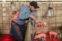 Ferkel Betreuung 71