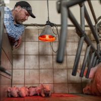 Ferkel Betreuung 69