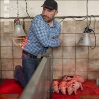 Ferkel Betreuung 68