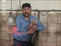 Ferkel Betreuung 66