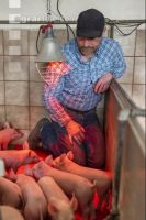 Ferkel Betreuung 65
