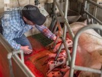 Ferkel Betreuung 63
