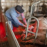 Ferkel Betreuung 62