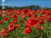 Klatschmohn 2