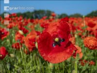 Klatschmohn 3