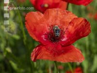 Klatschmohn mit Biene 4