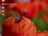 Klatschmohn 05