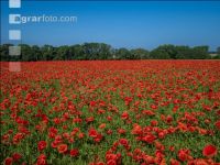Klatschmohn 13