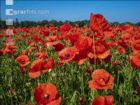 Klatschmohn 12