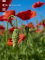 Klatschmohn 11