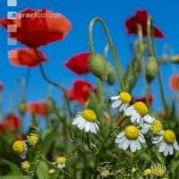 Klatschmohn 10
