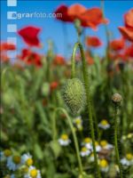 Klatschmohn 9