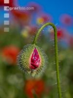 Klatschmohn 8