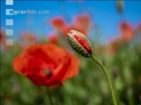 Klatschmohn 7