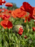 Klatschmohn 6