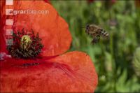 Klatschmohn mit Biene 3